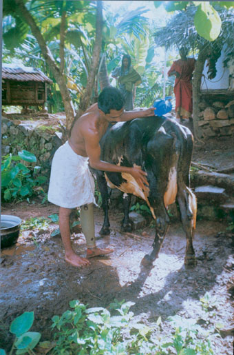 Photo of man wearing his jaipur limb while tending a cow