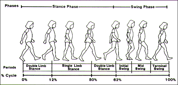 History of the Study of Locomotion