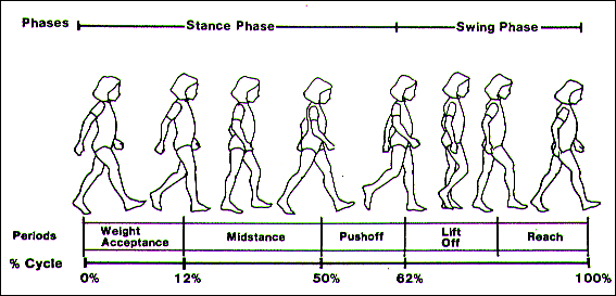 gait cycle