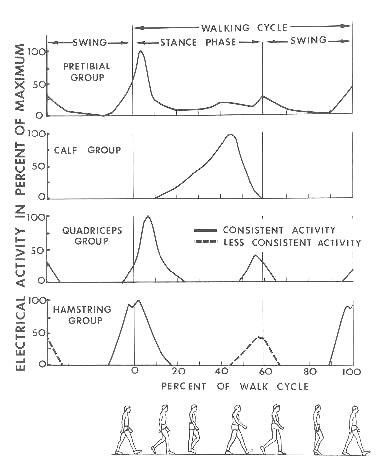 History of the Study of Locomotion